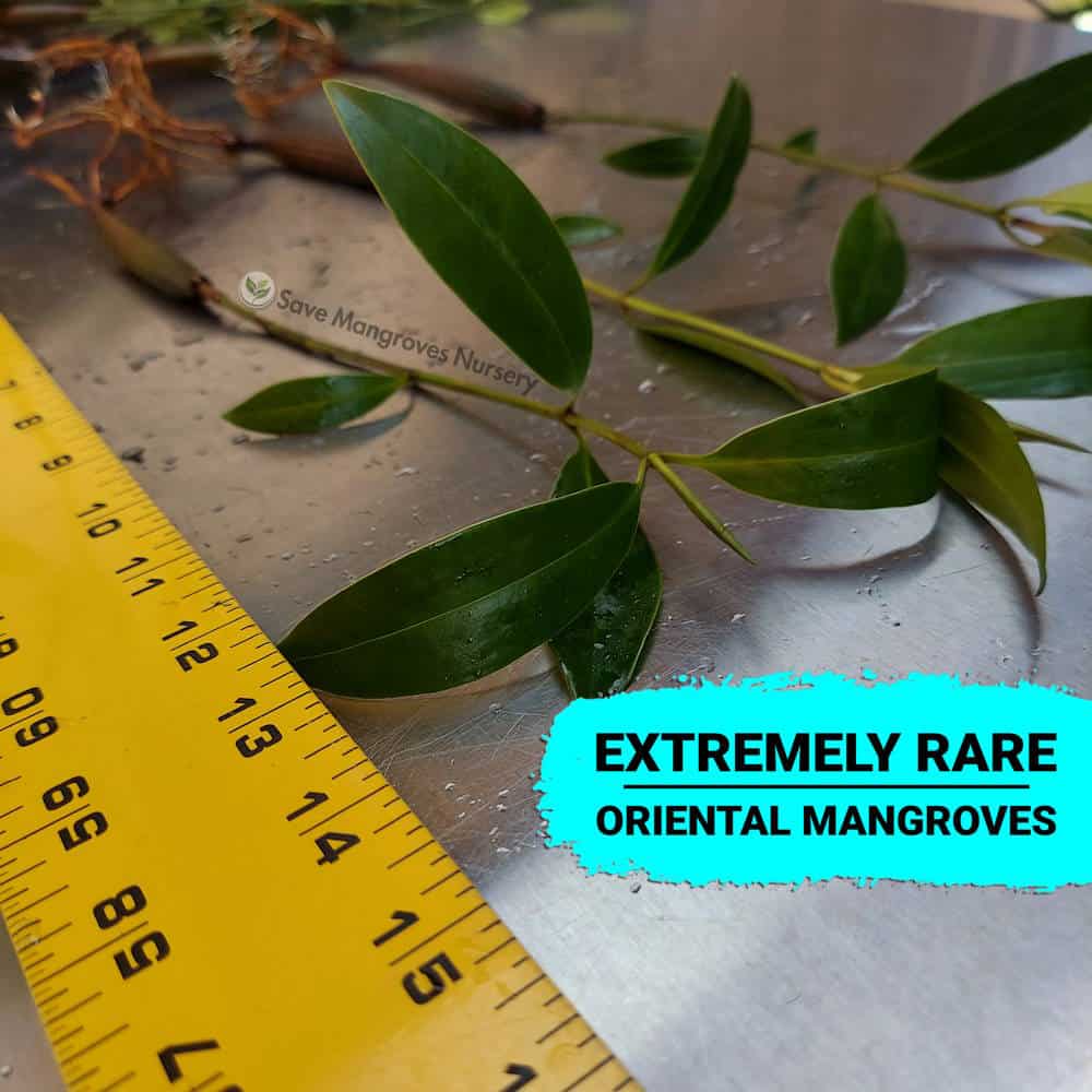 [RARE] Orange Oriental Mangroves 12"-18" Plants