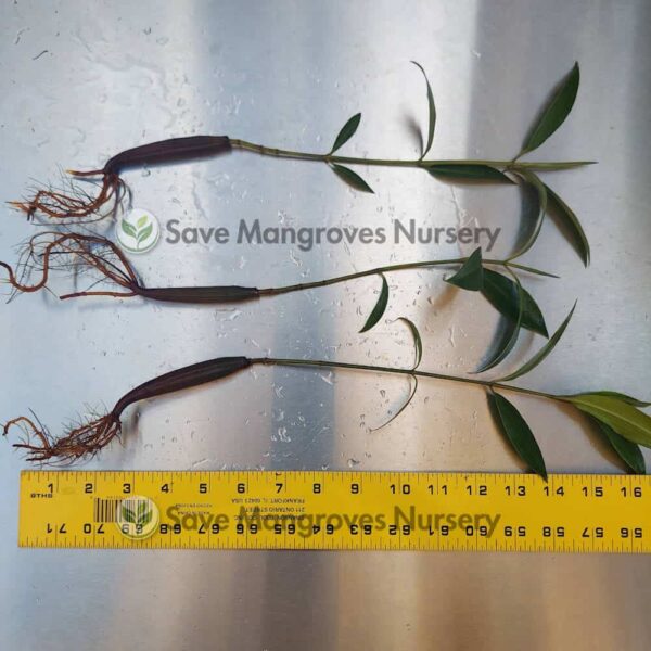 [RARE] Orange Oriental Mangroves 12"-18" Plants - Image 5
