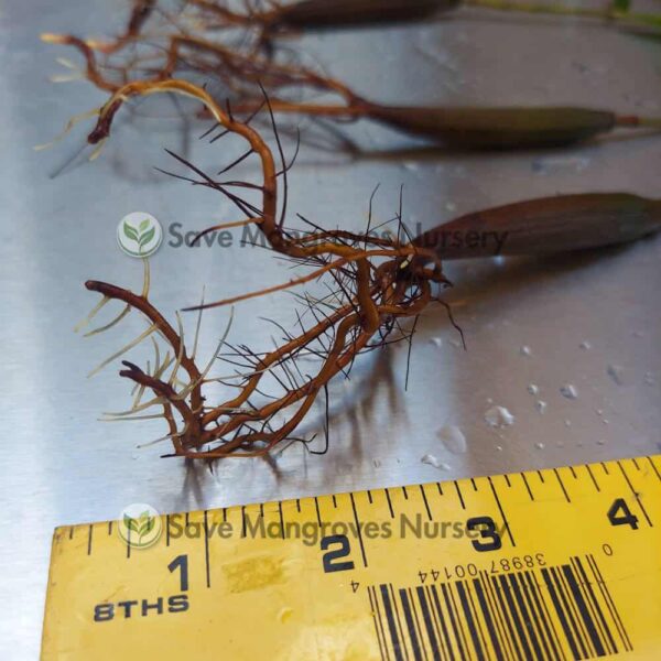 [RARE] Orange Oriental Mangroves 12"-18" Plants - Image 4