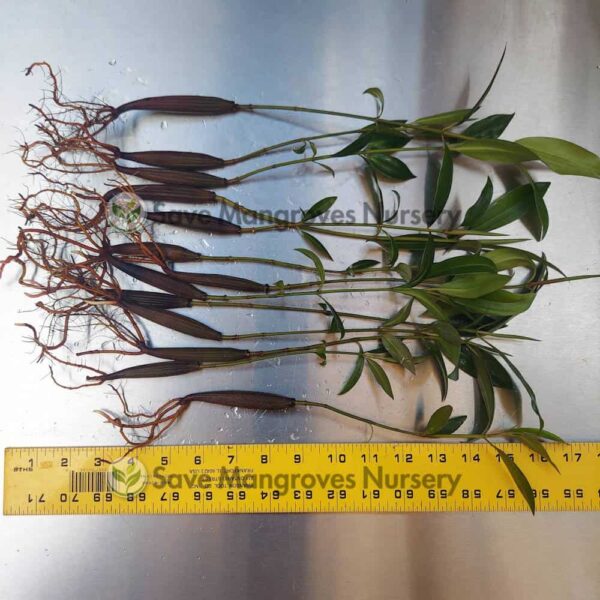 [RARE] Orange Oriental Mangroves 12"-18" Plants - Image 6