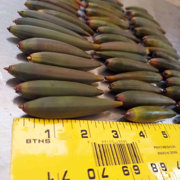 [RARE] Orange Oriental Mangroves Propagule Seeds - Image 2