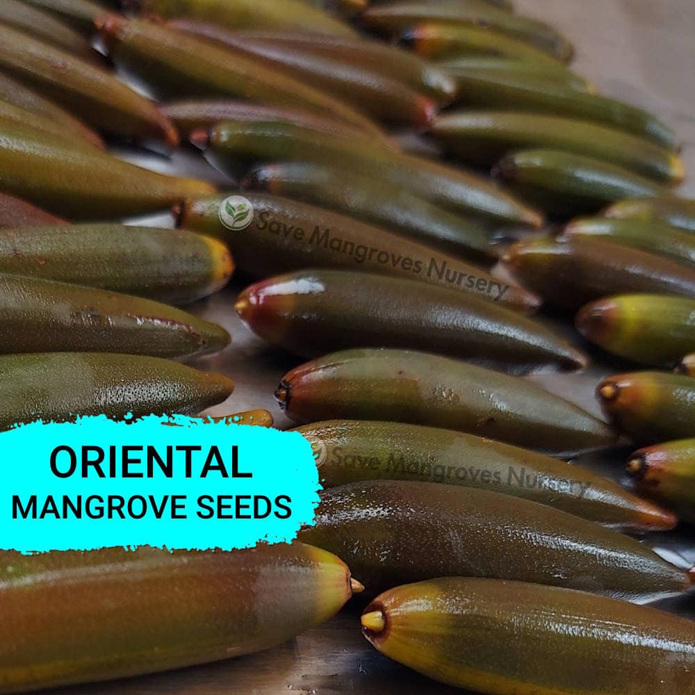 [RARE] Orange Oriental Mangroves Propagule Seeds