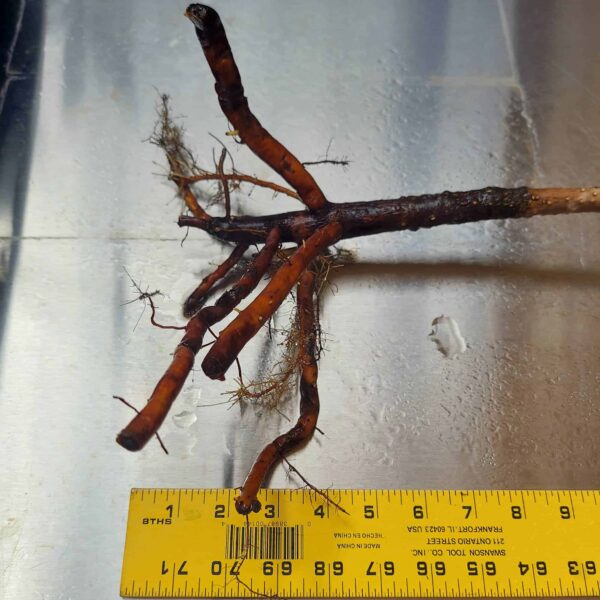 26" Red Mangrove Tree - Fully Mature Plant - Image 6