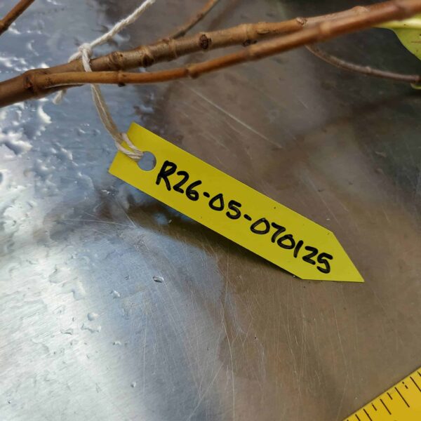 26" Red Mangrove Tree - Fully Mature Plant - Image 8
