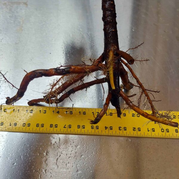 26" Red Mangrove Tree - Fully Mature Plant - Image 11