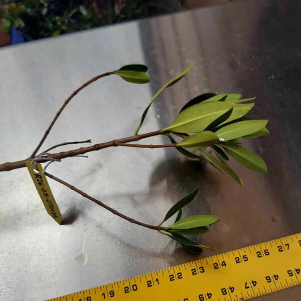 26" Red Mangrove Tree - Fully Mature Plant - Image 9