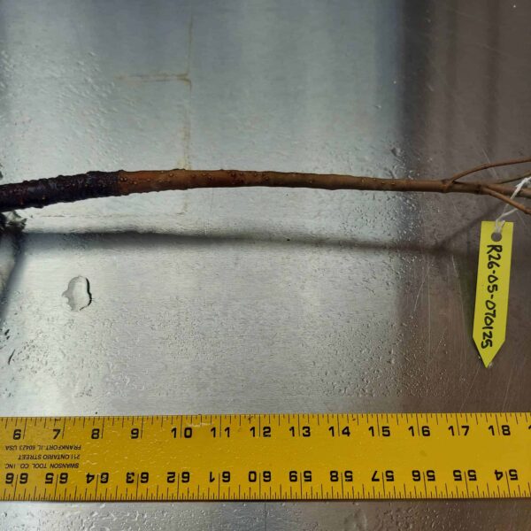 26" Red Mangrove Tree - Fully Mature Plant - Image 7