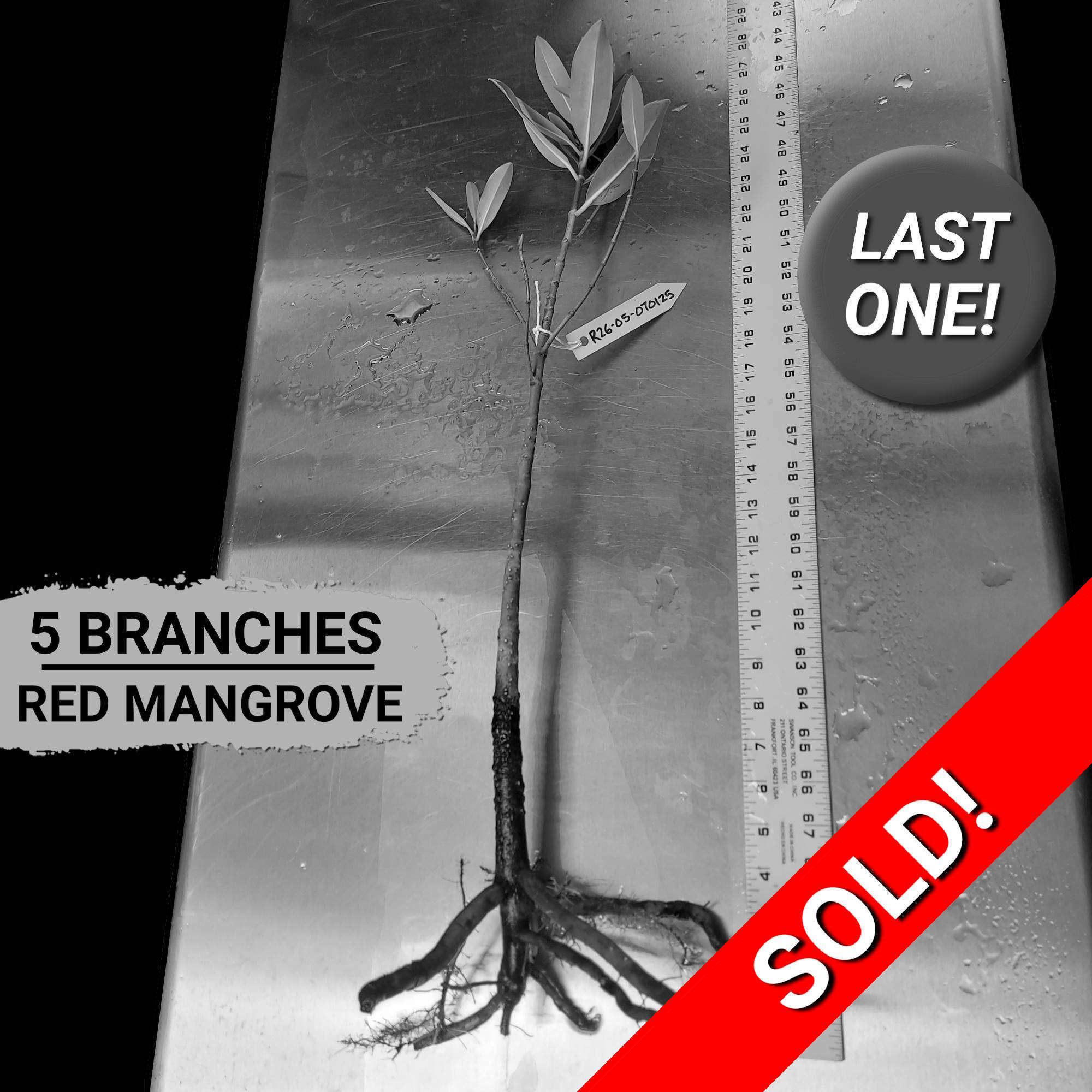 26" Red Mangrove Tree - Fully Mature Plant