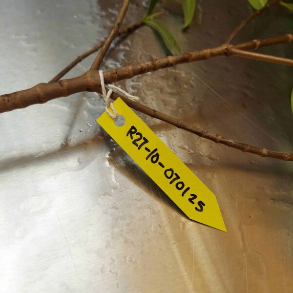 27" Red Mangrove Tree - Fully Mature Plant - Image 8