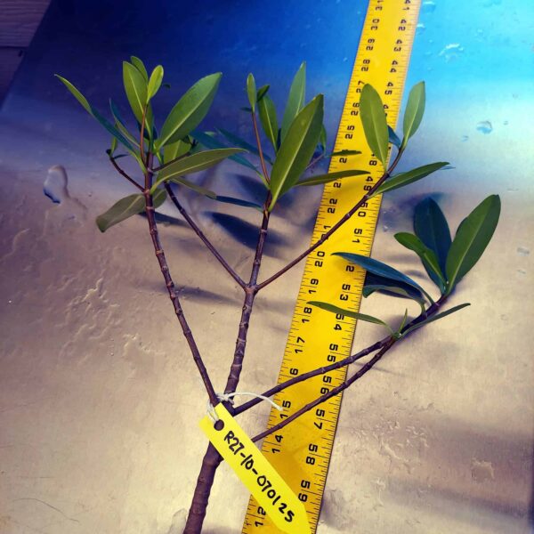 27" Red Mangrove Tree - Fully Mature Plant - Image 11