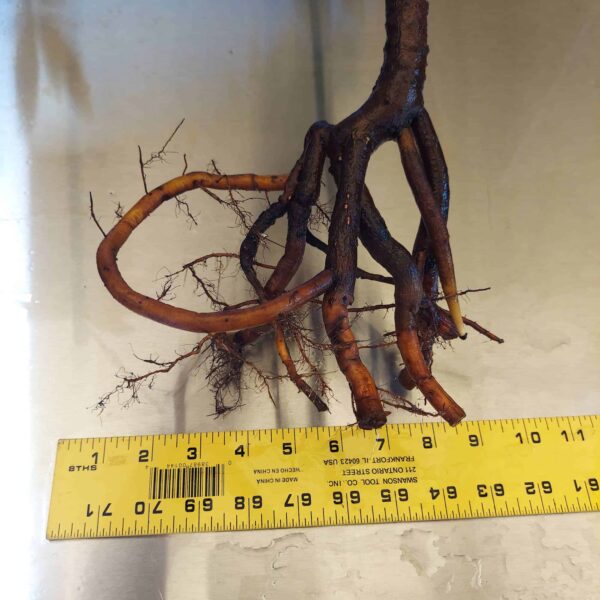 27" Red Mangrove Tree - Fully Mature Plant - Image 10
