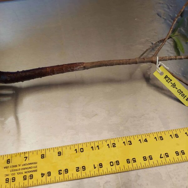 27" Red Mangrove Tree - Fully Mature Plant - Image 7