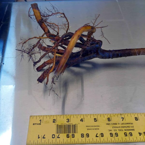 27" Red Mangrove Tree - Fully Mature Plant - Image 6