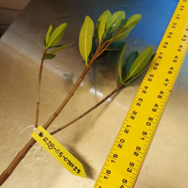 28" Red Mangrove Tree - Fully Mature Plant - Image 10