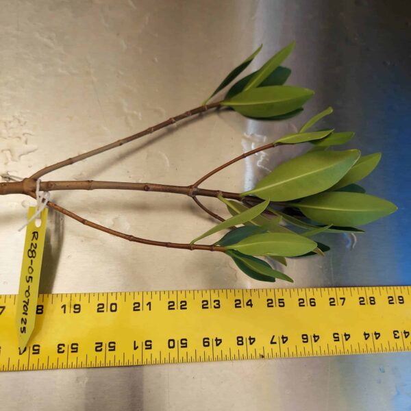 28" Red Mangrove Tree - Fully Mature Plant - Image 9