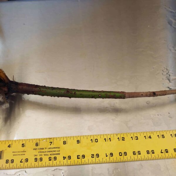 28" Red Mangrove Tree - Fully Mature Plant - Image 7