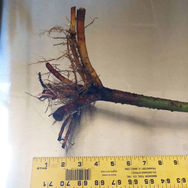 28" Red Mangrove Tree - Fully Mature Plant - Image 6