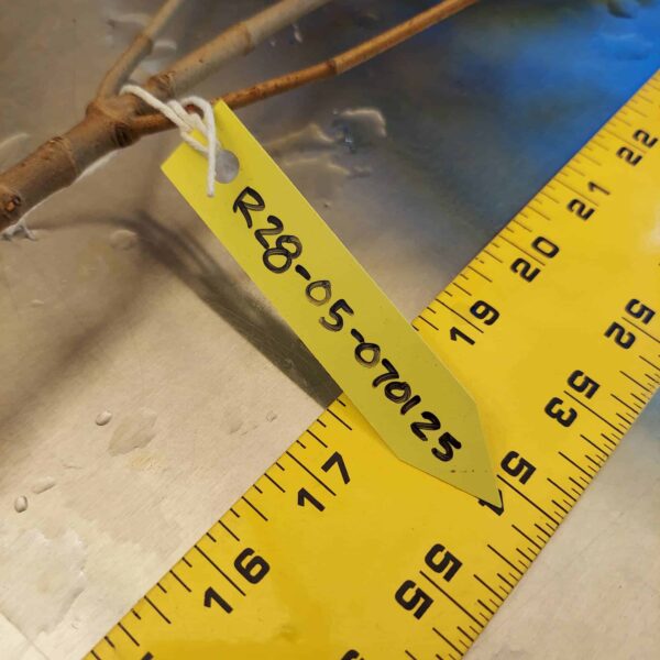 28" Red Mangrove Tree - Fully Mature Plant - Image 8