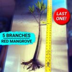R28-05-070125 Fully Mature Red Mangrove (thumbnail)