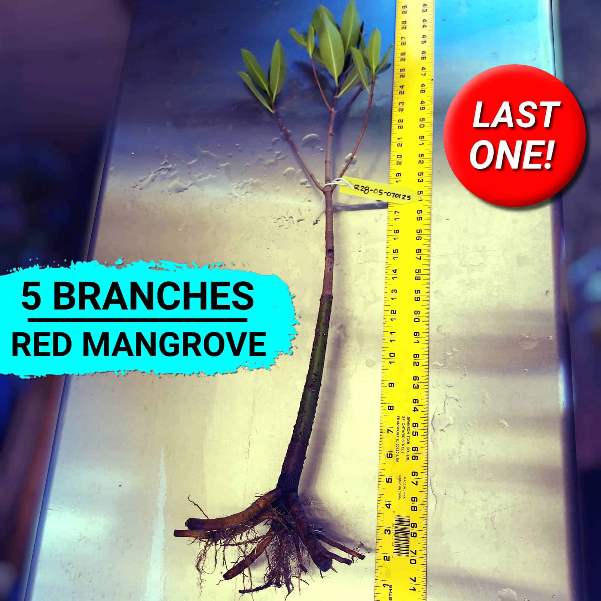 28" Red Mangrove Tree - Fully Mature Plant
