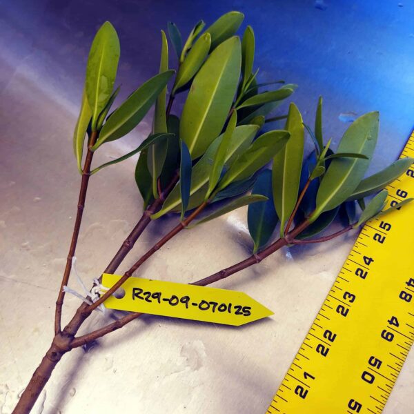 29" Red Mangrove Tree - Fully Mature Plant - Image 10