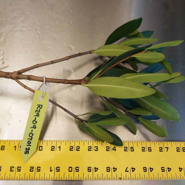 29" Red Mangrove Tree - Fully Mature Plant - Image 9