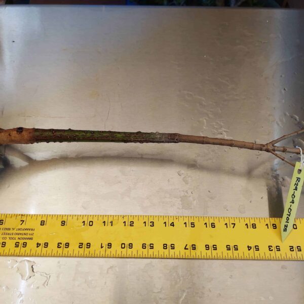 29" Red Mangrove Tree - Fully Mature Plant - Image 7