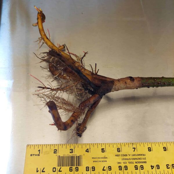 29" Red Mangrove Tree - Fully Mature Plant - Image 6