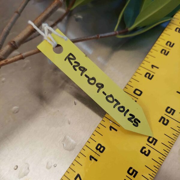 29" Red Mangrove Tree - Fully Mature Plant - Image 8