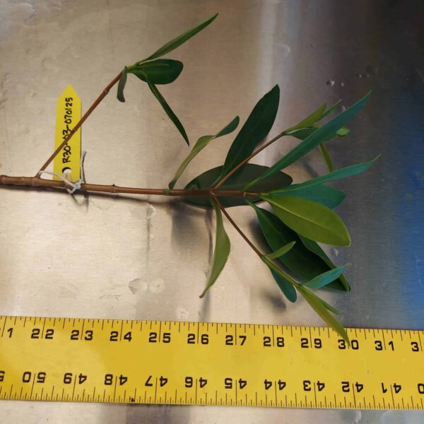 30" Red Mangrove Tree - Fully Mature Plant - Image 9