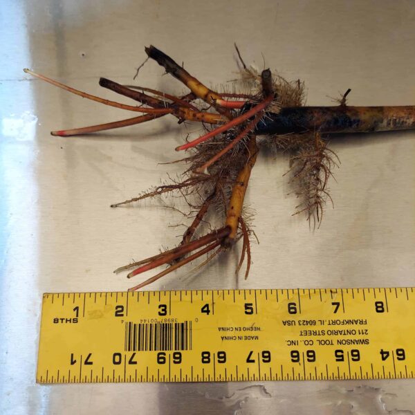 30" Red Mangrove Tree - Fully Mature Plant - Image 6