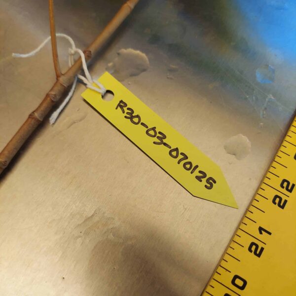 30" Red Mangrove Tree - Fully Mature Plant - Image 8