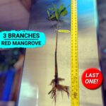 R30-03-070125 Fully Mature Red Mangrove (thumbnail)