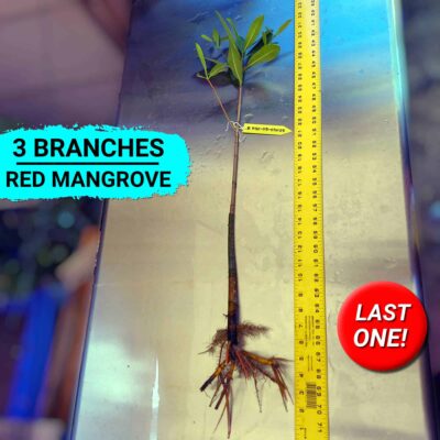 30" Red Mangrove Tree - Fully Mature Plant