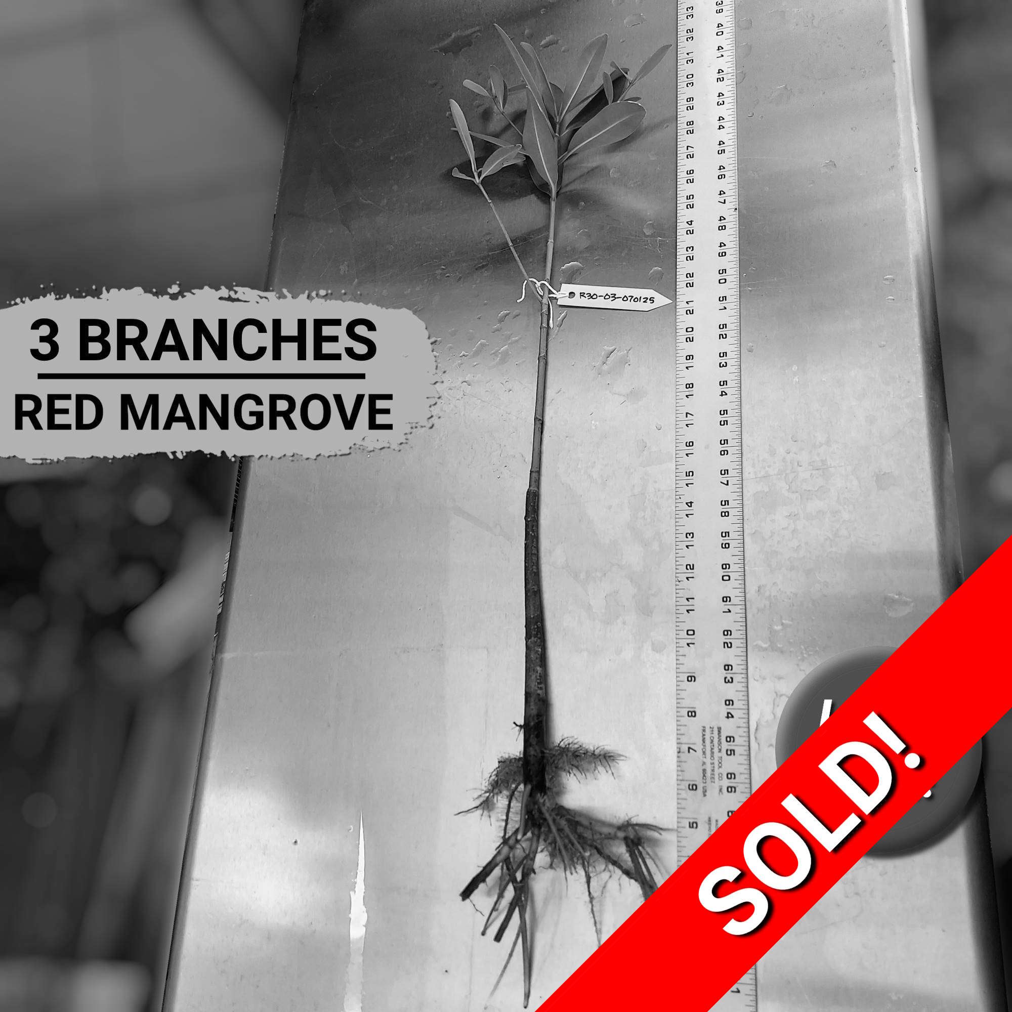 30" Red Mangrove Tree - Fully Mature Plant