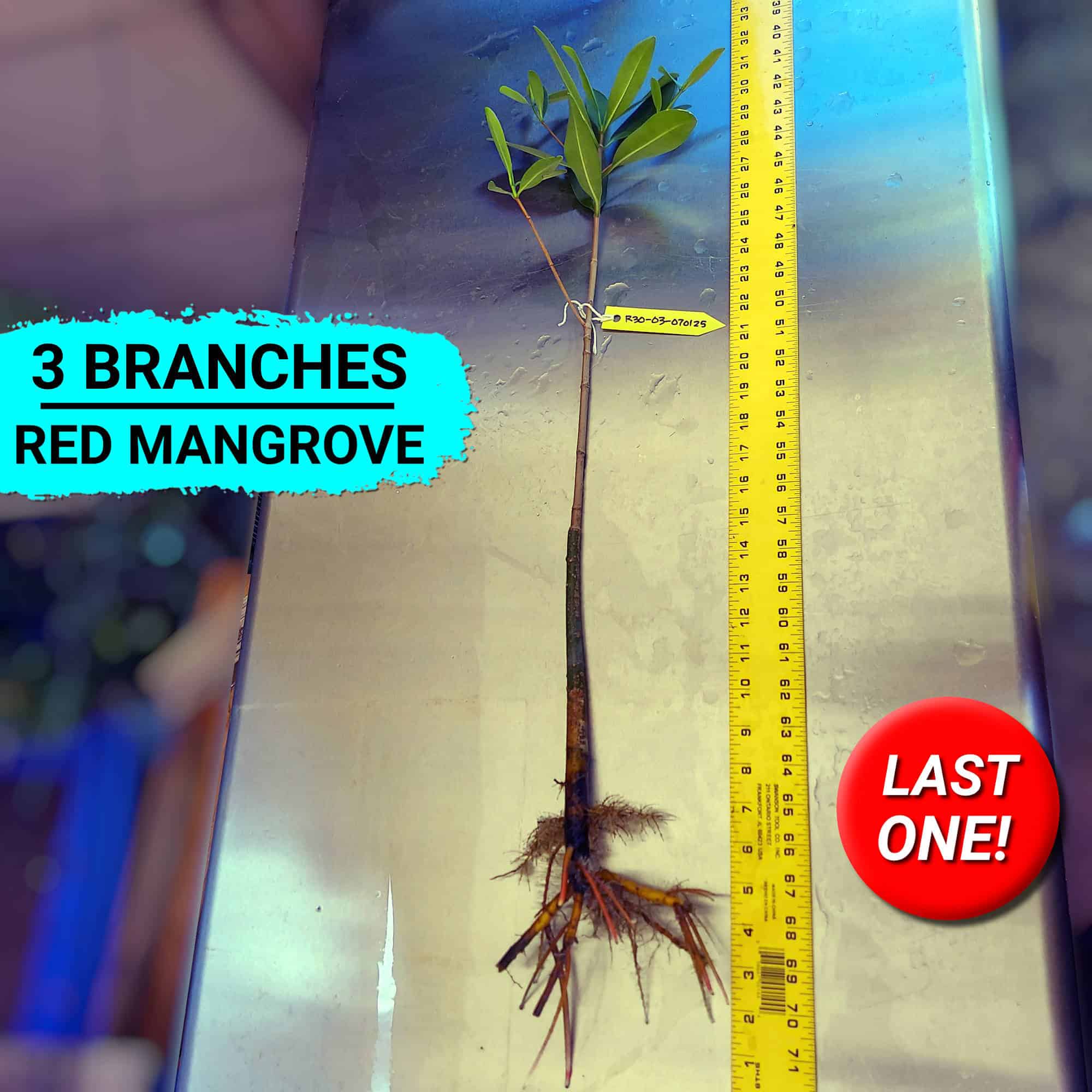 30" Red Mangrove Tree - Fully Mature Plant