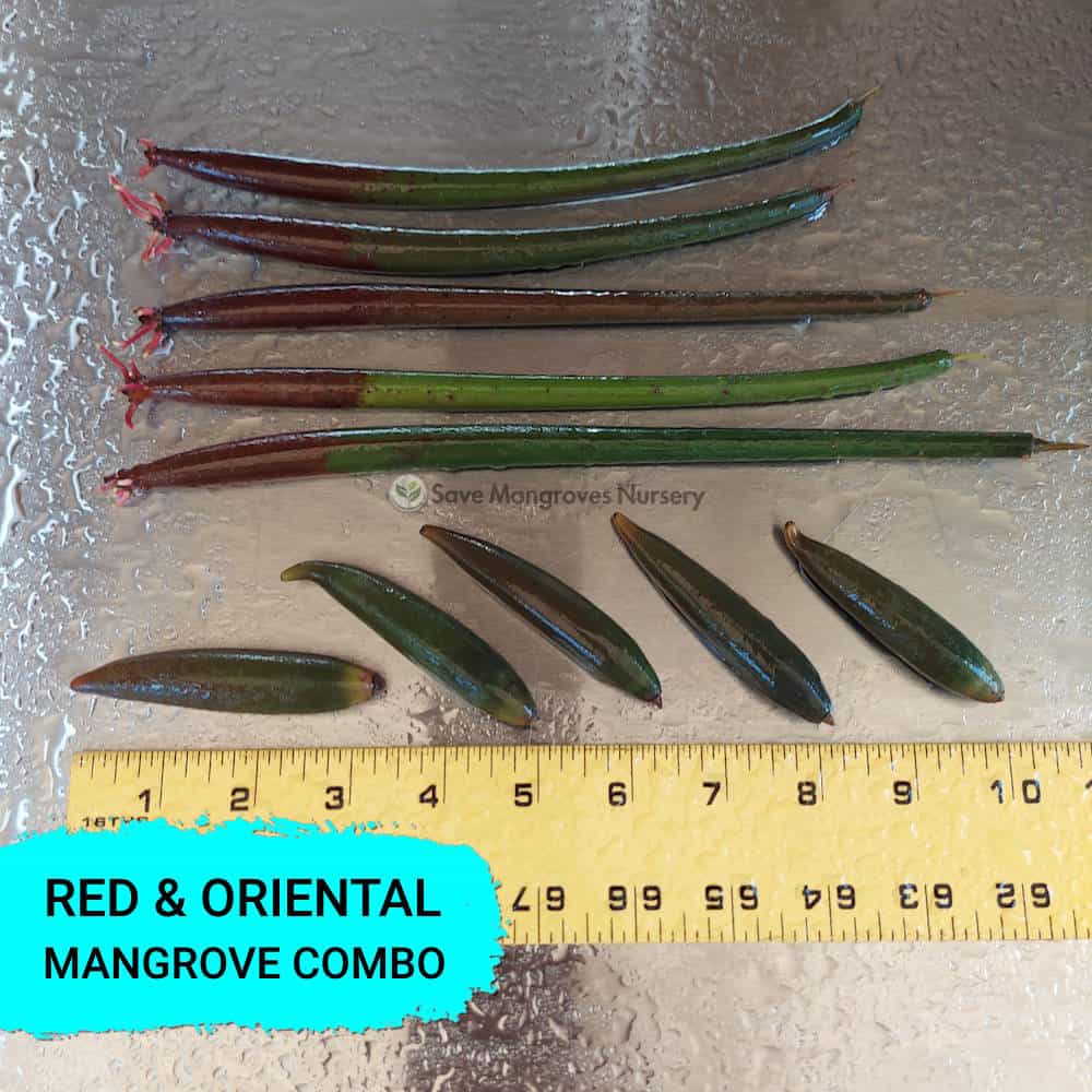 Red & Oriental Mangrove Combo Bundle