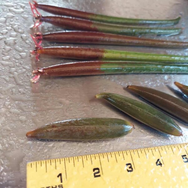 Red & Oriental Mangrove Combo Bundle - Image 6