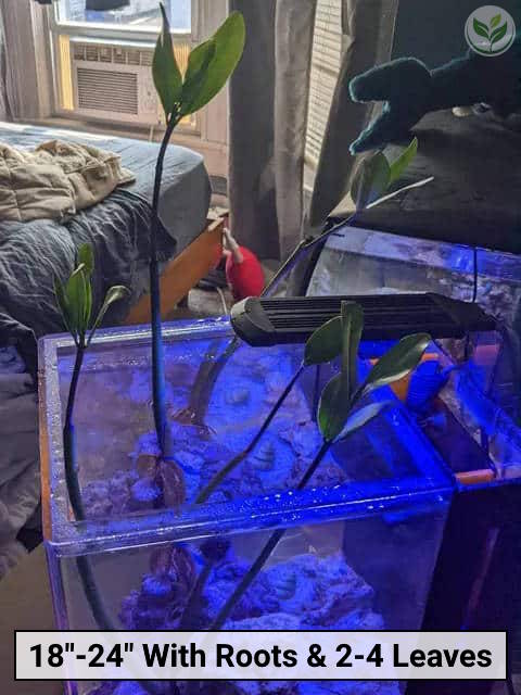 Red Mangrove Plant 18in to 24in Reviews, Save Mangrove Nursery