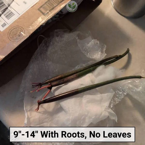 Red Mangrove Plant Review 9in to 14in, Save Mangrove Nursery
