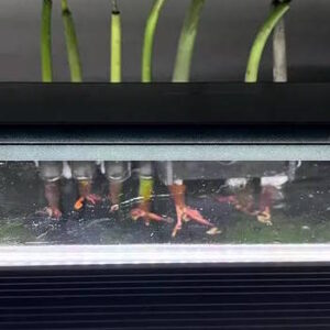 "Arrived within a week from Hawaii to Texas! All 7 stems have lots of root bits and a little growth out of the top! Absolutely fantastic packaging as well to keep the roots damp. Immediately put them in my 50 gallon freshwater cichlid tank. So excited for them to grow!" – Abby