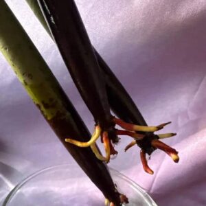 "Three stems arrived in great condition and carefully packed. It looks like the roots have started and I can’t wait for these trees to grow!" – Krystal