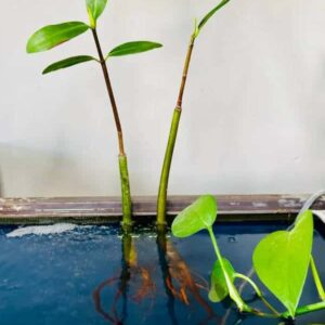"The plants I received are beautiful and healthy. I was impressed with the excellent customer service I received throughout the delivery process. Although the shipment was initially delayed, I greatly appreciated being kept updated with timely and informative notifications. When the plants finally arrived, it was evident that they were packaged with a lot of love and care, ensuring they arrived in excellent condition. I will enjoy seeing them grow! Thank you!" – Karla