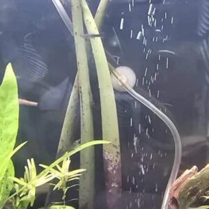 "Beautiful! I can't wait to order more when I get my big tank. Thank you!" – Skyla