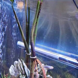 "Shipped and arrived quickly. Plants look healthy and were well packaged. Thanks for the healthy mangroves!" – davideverhart86
