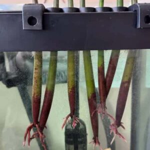 "Immediately took to growing in my tanks and started leafing out at the top" – Guest