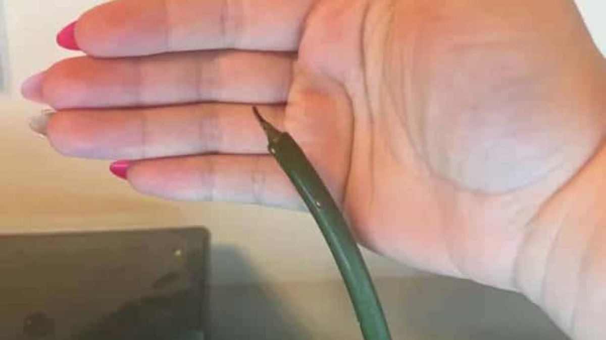 "The plants are beautiful and sturdy. I had a question about them and the shop was incredibly fast to answer and had tons of info. I can’t wait to see them grow!" – Ashley