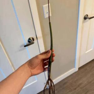 "Arrived about 23 inches long with 3 leaves and a fourth on the way. Seems healthy. Excellent roots already. Packed meticulously. Took a while to ship but once it did it arrived in a couple days." – Dallas