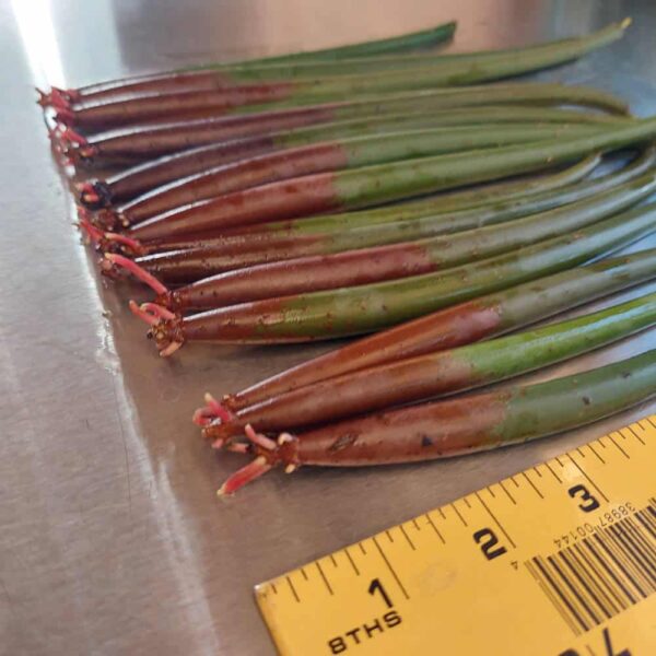 Red & Oriental Mangrove Combo Bundle - Image 8