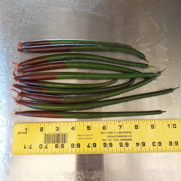 7”-11” Red Mangroves With Roots, No Leaves - Image 7
